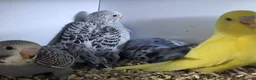 Budgerigars birds for sale: Stunning Budgies, various colors & Mutations - Advert 4