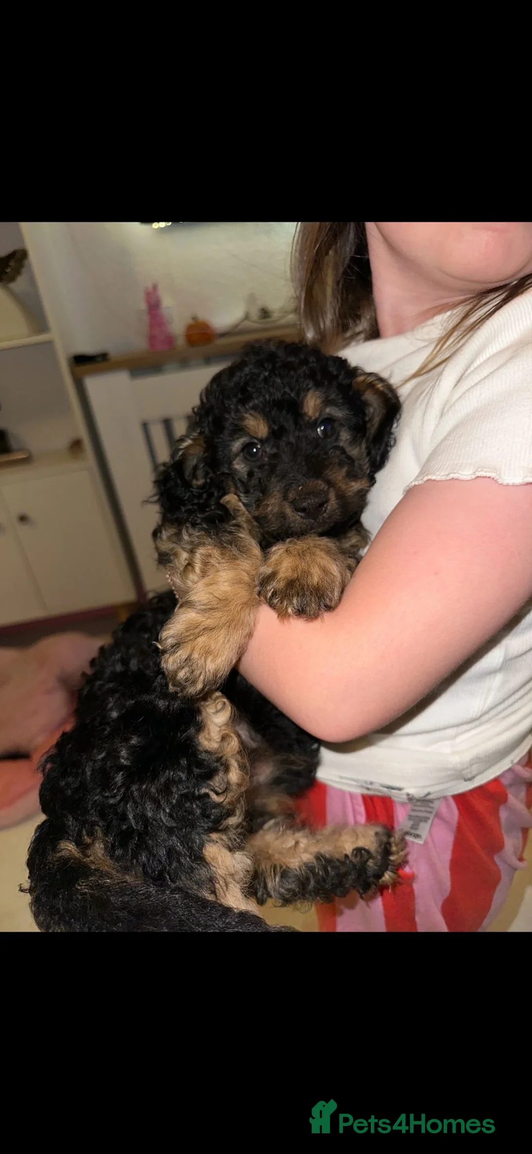 Mixed Breed dogs for sale: Red girl  - Advert 3