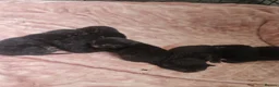 Mixed Breed cats for sale: kittens for sale  - Advert 2