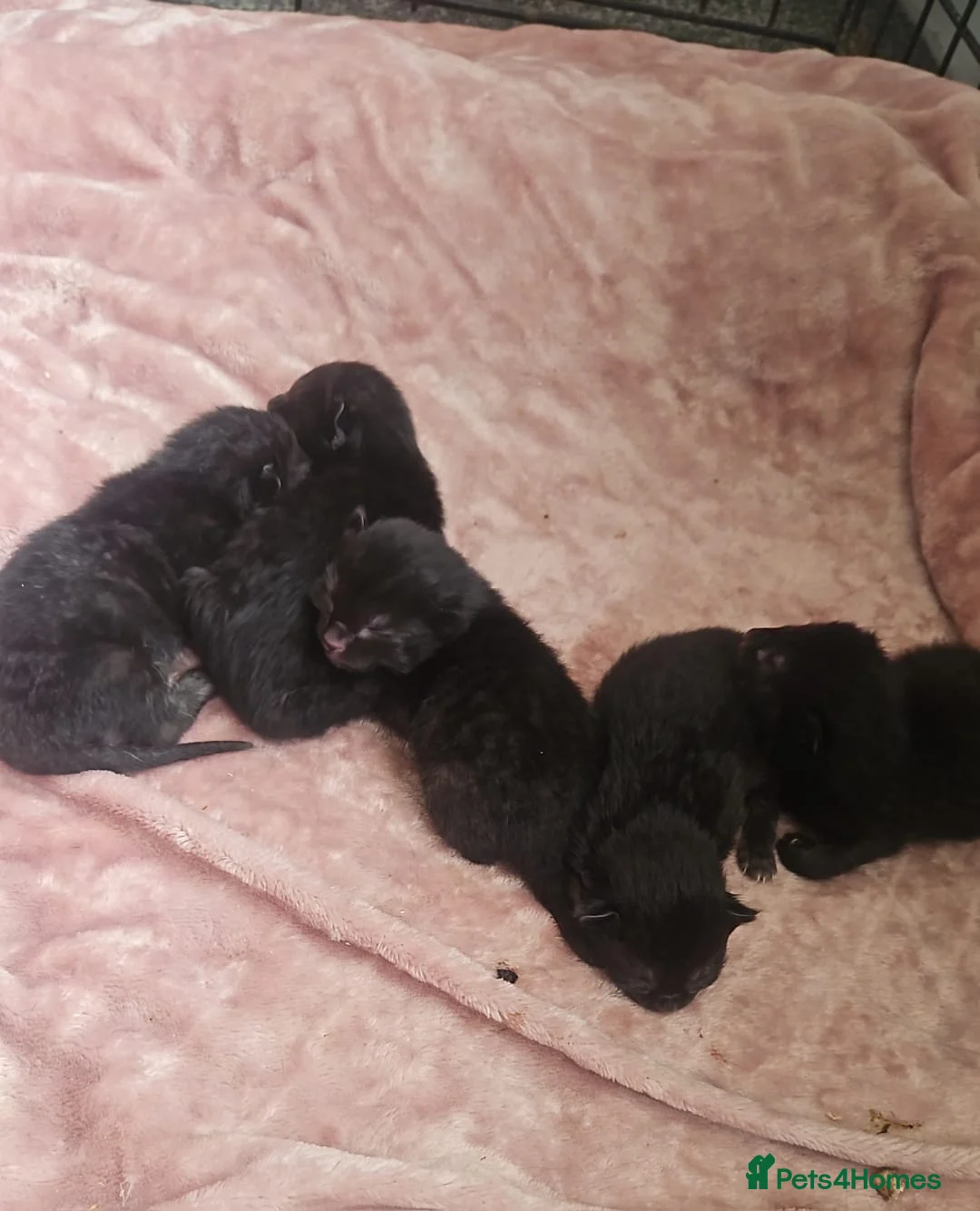 Mixed Breed cats for sale: kittens for sale  - Advert 2