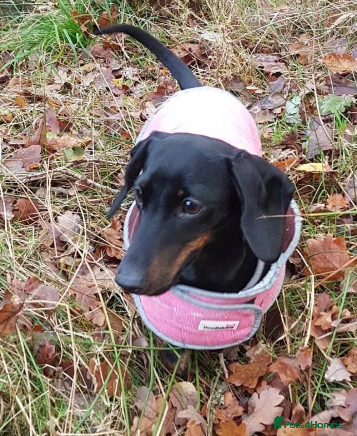 Miniature Dachshund dogs Miniature Dachahund for New home  - Advert 2