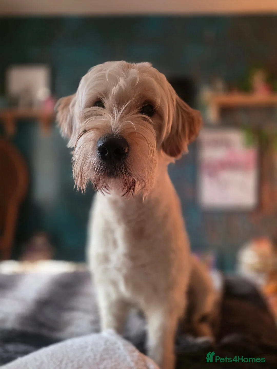 Goldendoodle dogs for sale: Beautiful 1 year old goldendoodle for adoption  - Advert 4