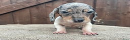 Dachshund dogs for sale: 3 beautiful dachshund puppies for new home!!!! - Advert 3