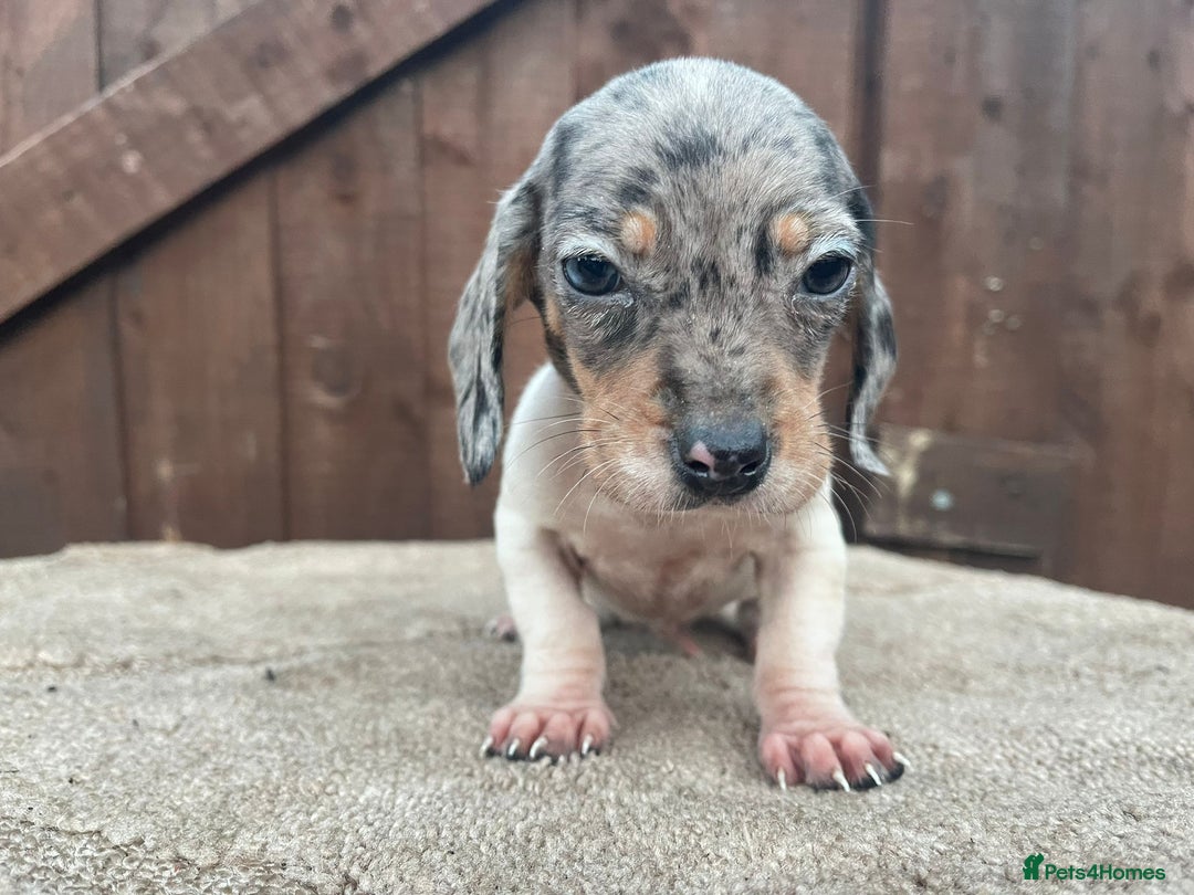Dachshund dogs for sale: 3 beautiful dachshund puppies for new home!!!! - Advert 3