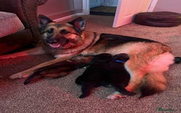 German Shepherd dogs for sale: KC Registered German Shepherd Puppies - Image 4