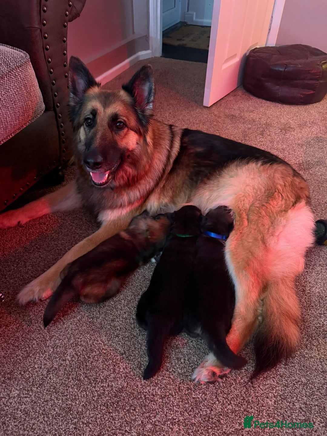 German Shepherd dogs for sale: KC Registered German Shepherd Puppies - Image 4
