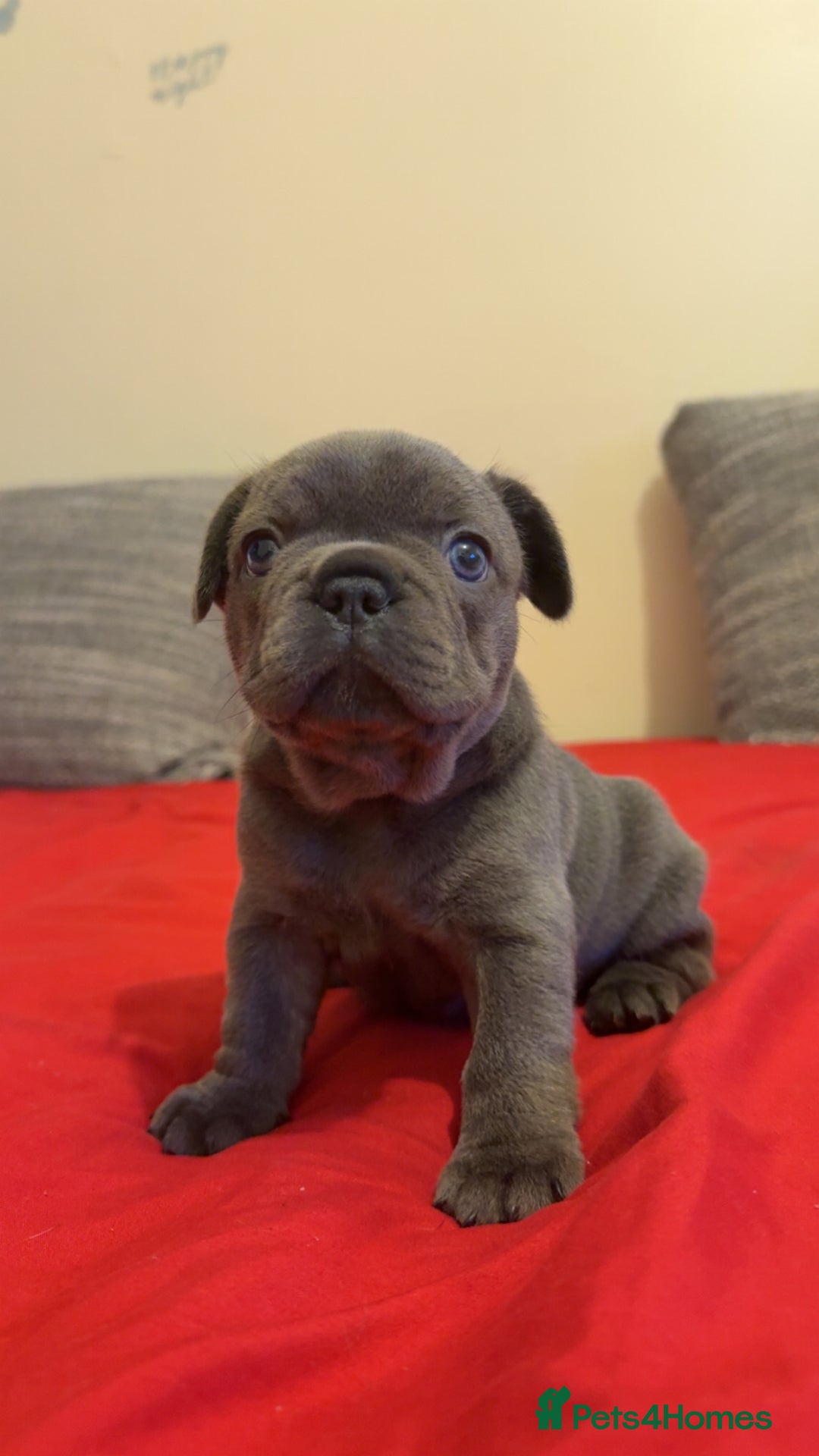 French Bulldog dogs for sale: Beautiful French Bulldog Puppies  - Image 4