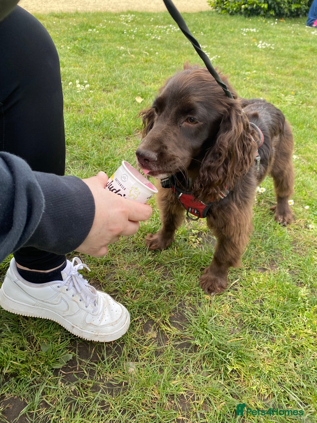 Cocker Spaniel dogs for sale: 2 year old female cocker spaniel  - Advert 2