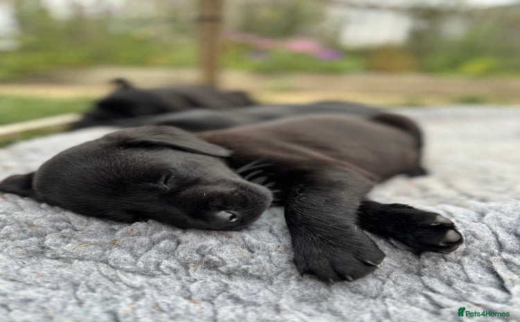 Labrador Retriever dogs - Advert 4