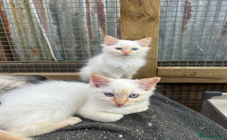Ragdoll cats - Advert 8