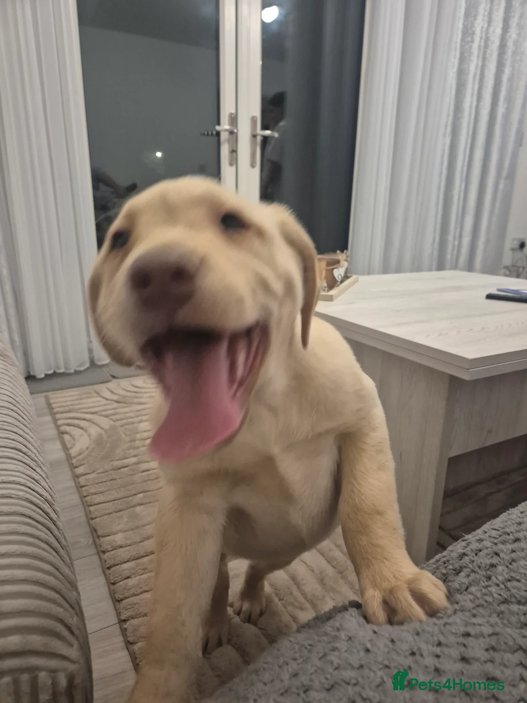 Labrador Retriever dogs for sale: Labrador Retriever last puppy  - Advert 7