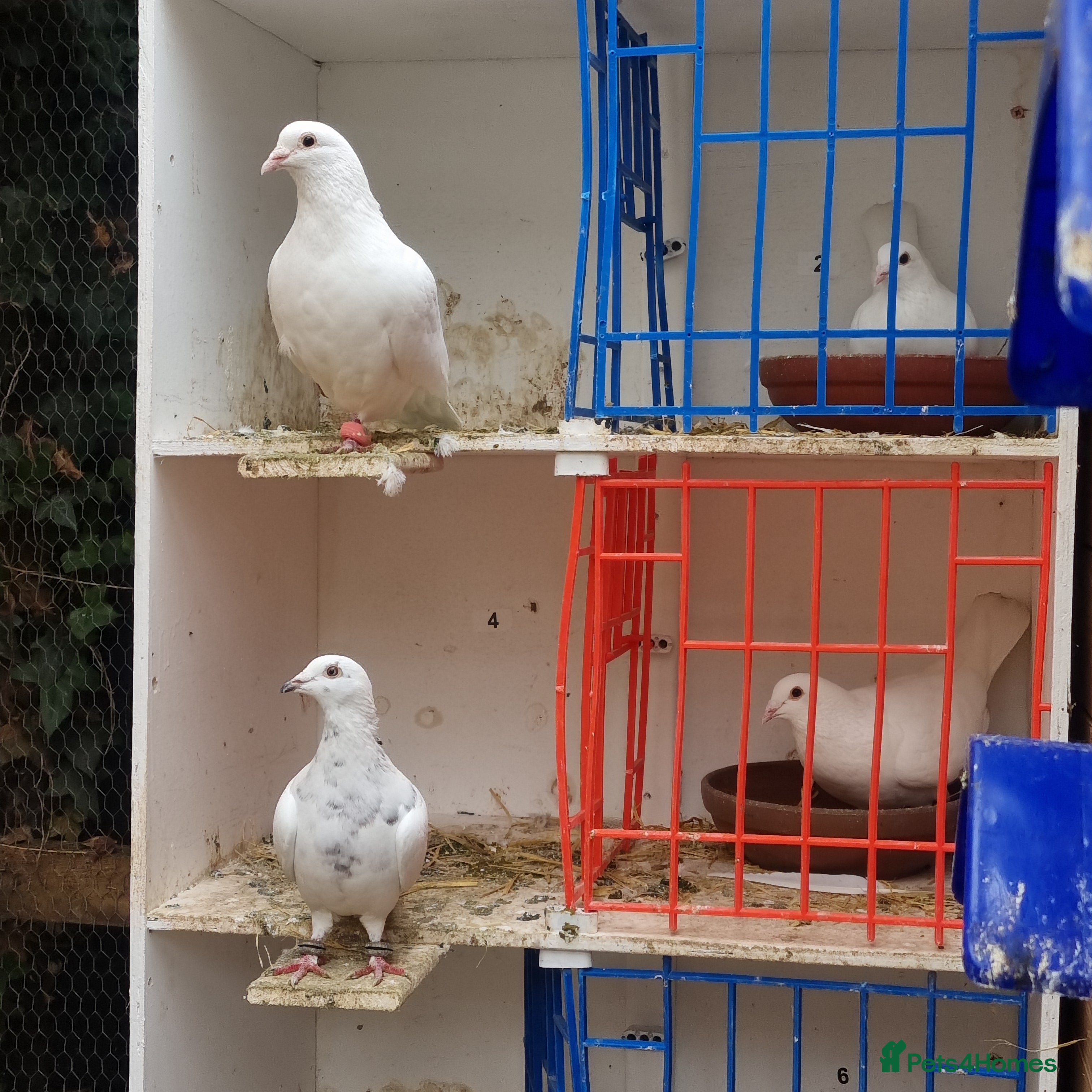 Pigeons birds Pigeons.  Pure white  - Advert 3