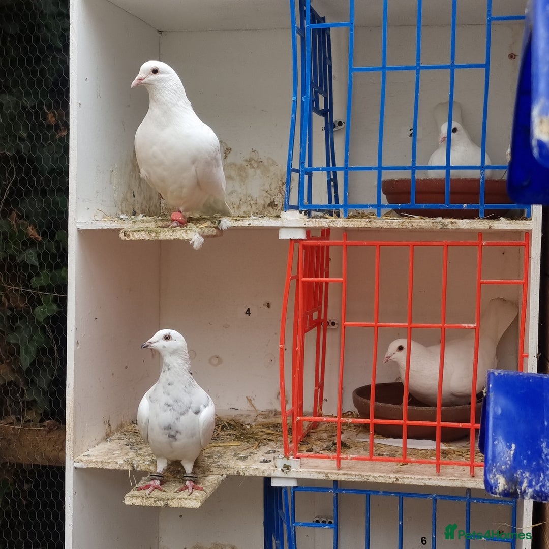 Pigeons birds for sale: Pigeons.  Pure white  - Advert 1