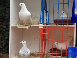 Pigeons birds Pigeons. Pure white - Advert 3