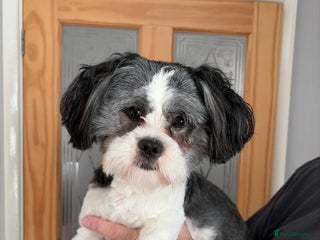 Lhasa Apso dogs 10 Month old black and white Lhasa apso girl - Advert 7