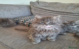 British Longhair cats for sale: 5 x beautiful BLH kittens for sale - Advert 12