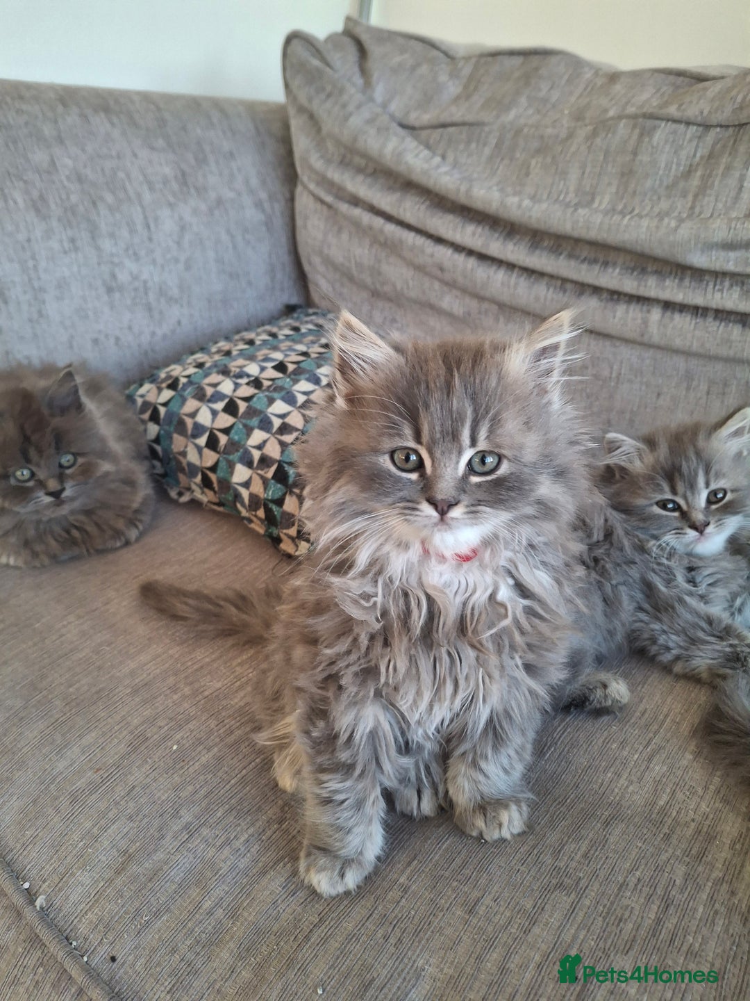 British Longhair cats for sale: 5 x beautiful BLH kittens for sale - Advert 12