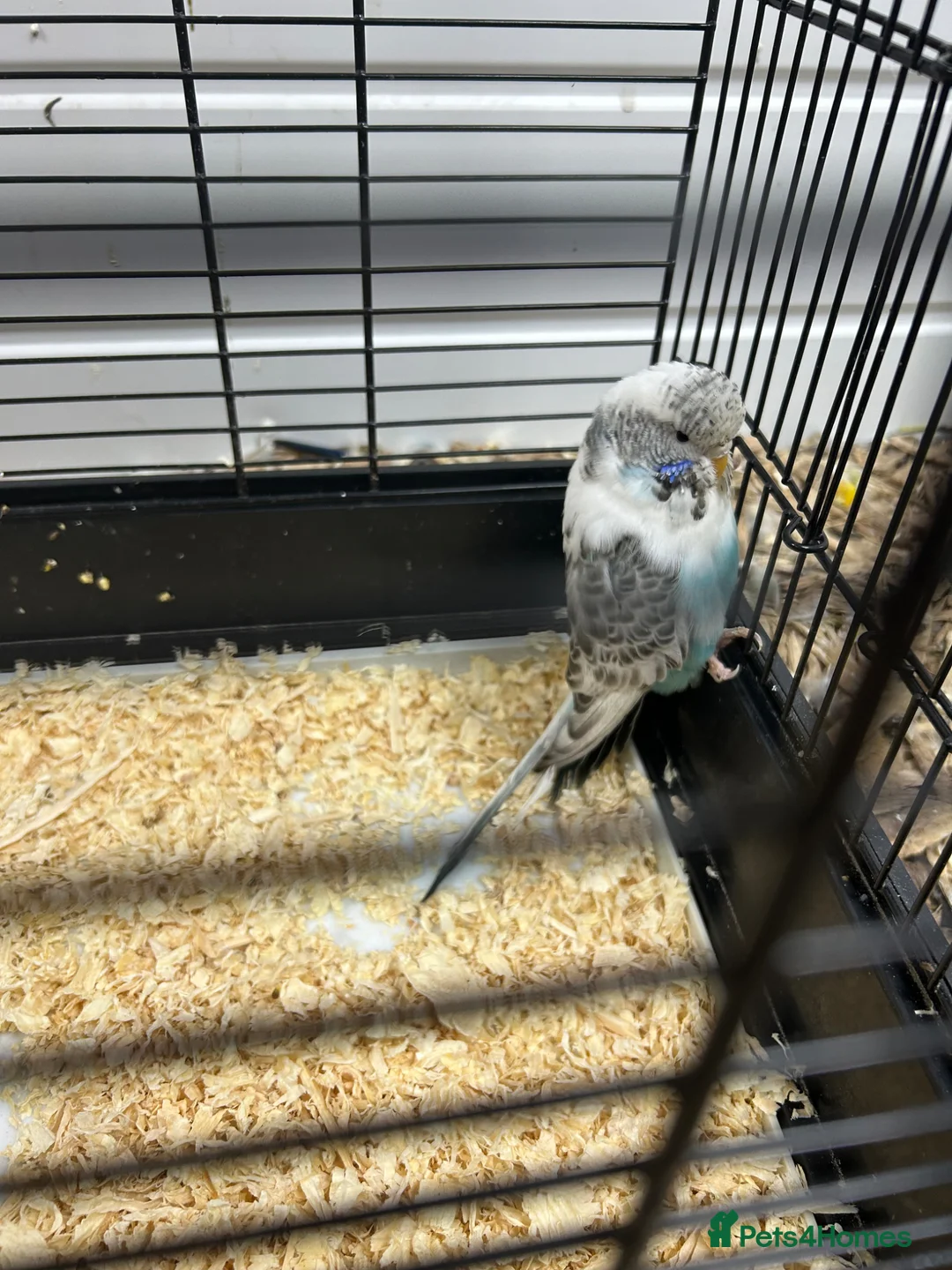 Budgerigars birds for sale: 2 female budgies  - Advert 1