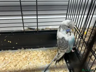 Budgerigars birds 2 female budgies - Advert 1