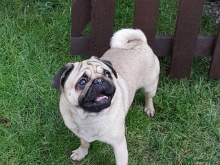 Pug dogs Kc reg Stud dog in Waltham Cross - Advert 6