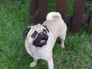 Pug dogs Kc reg Stud dog in Waltham Cross - Advert 7