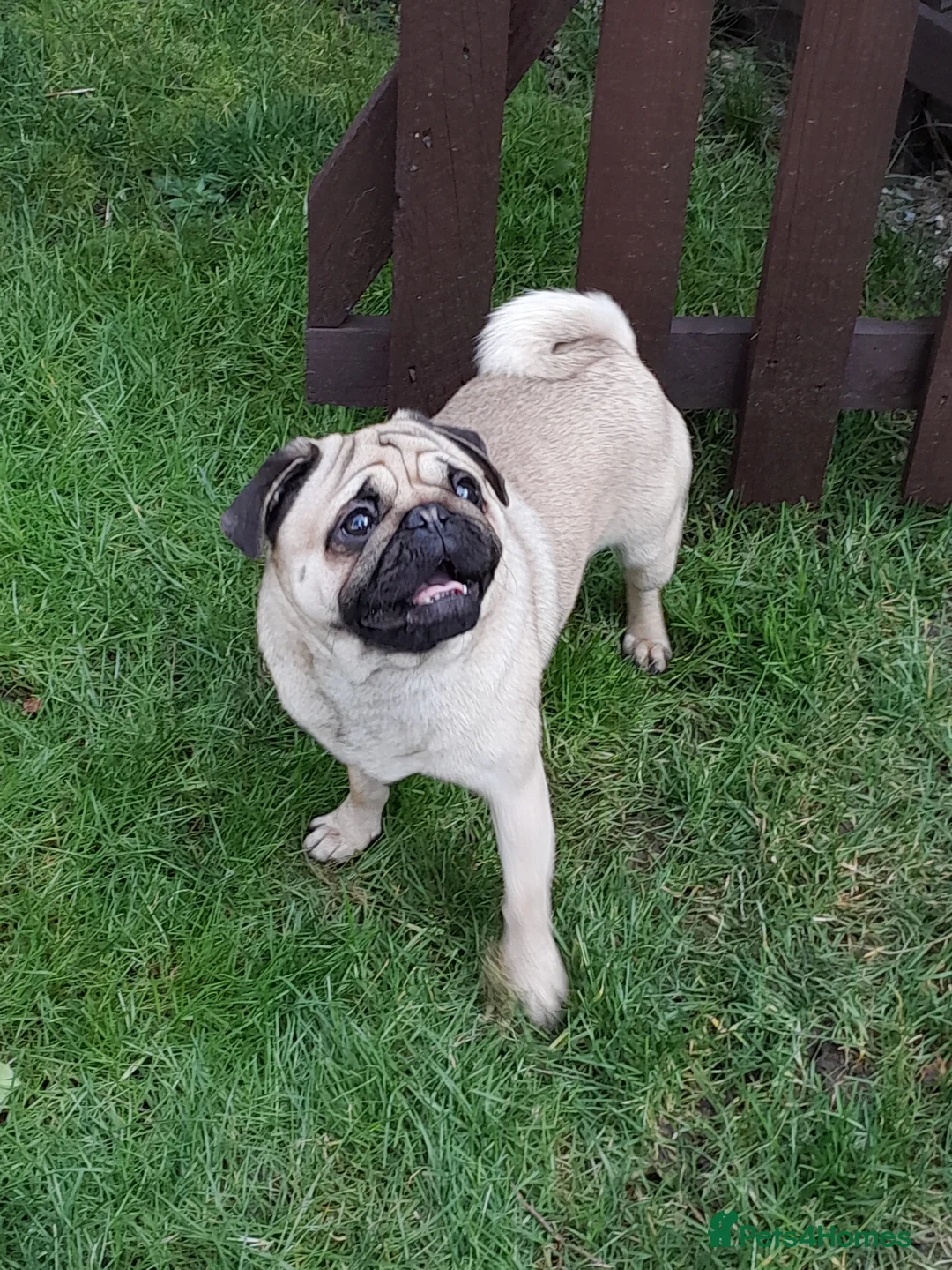 Pug dogs for stud:  Kc reg Stud dog in Waltham Cross - Advert 1