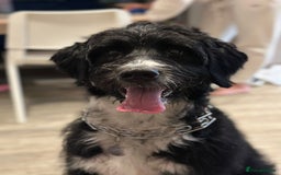 Bernedoodle dogs for sale: F1B Bernedoodle Puppies - Image 2