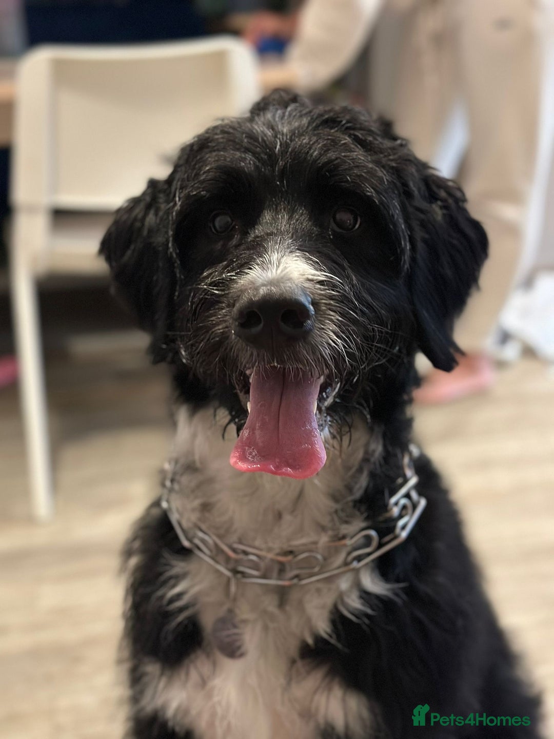 Bernedoodle dogs for sale: F1B Bernedoodle Puppies - Image 2