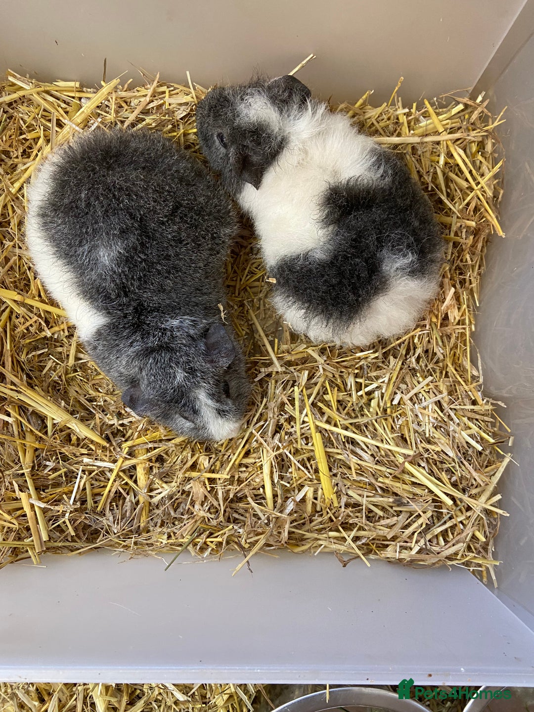 Guinea Pig rodents for sale: Baby Male Teddy Guinea Pigs - Advert 5