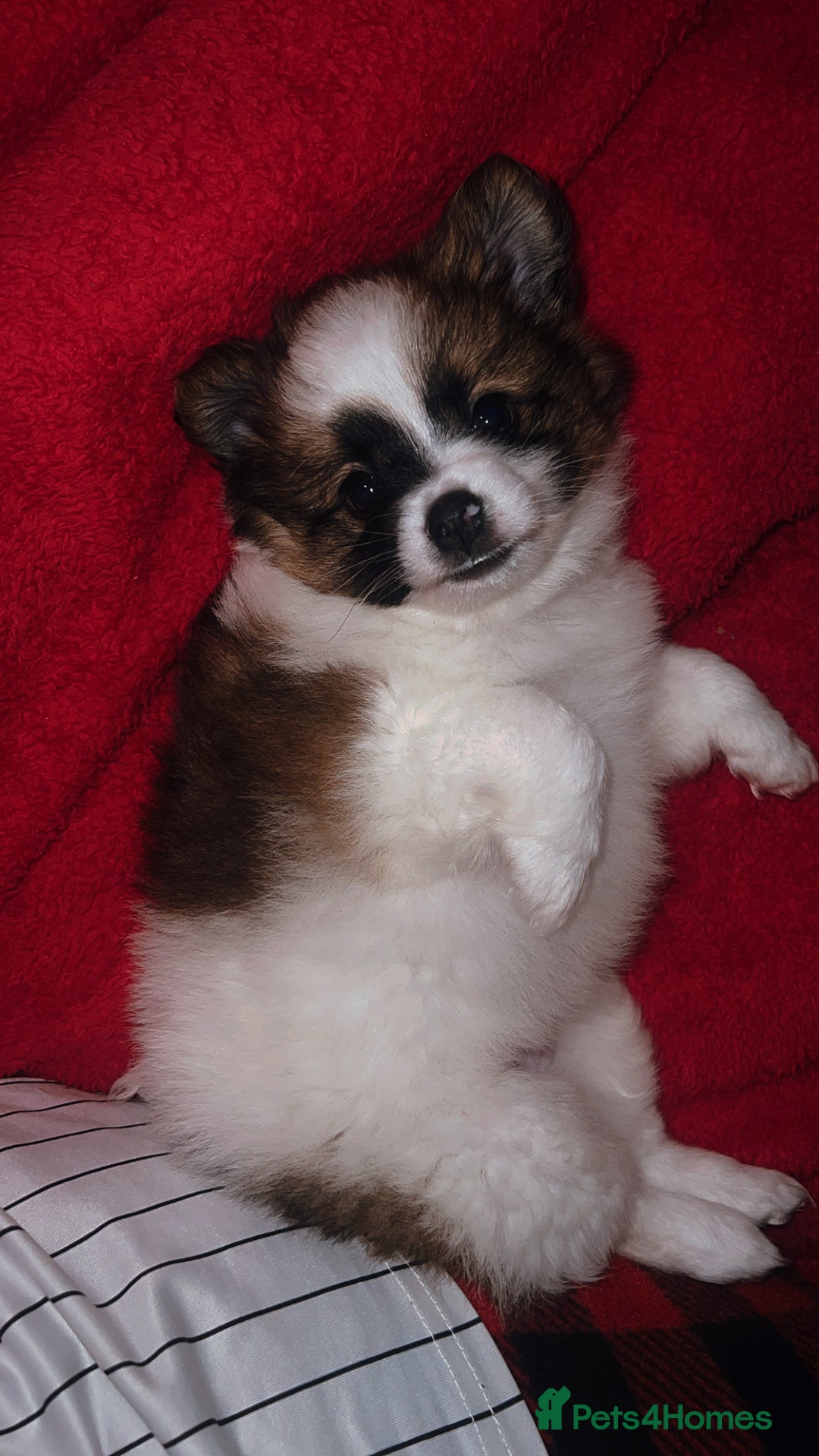 Mixed Breed dogs for sale: Male puppy for sale - Advert 6