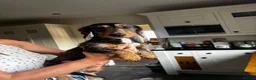 Dachshund dogs for sale: Pipsqueak is looking for a new family! - Advert 4