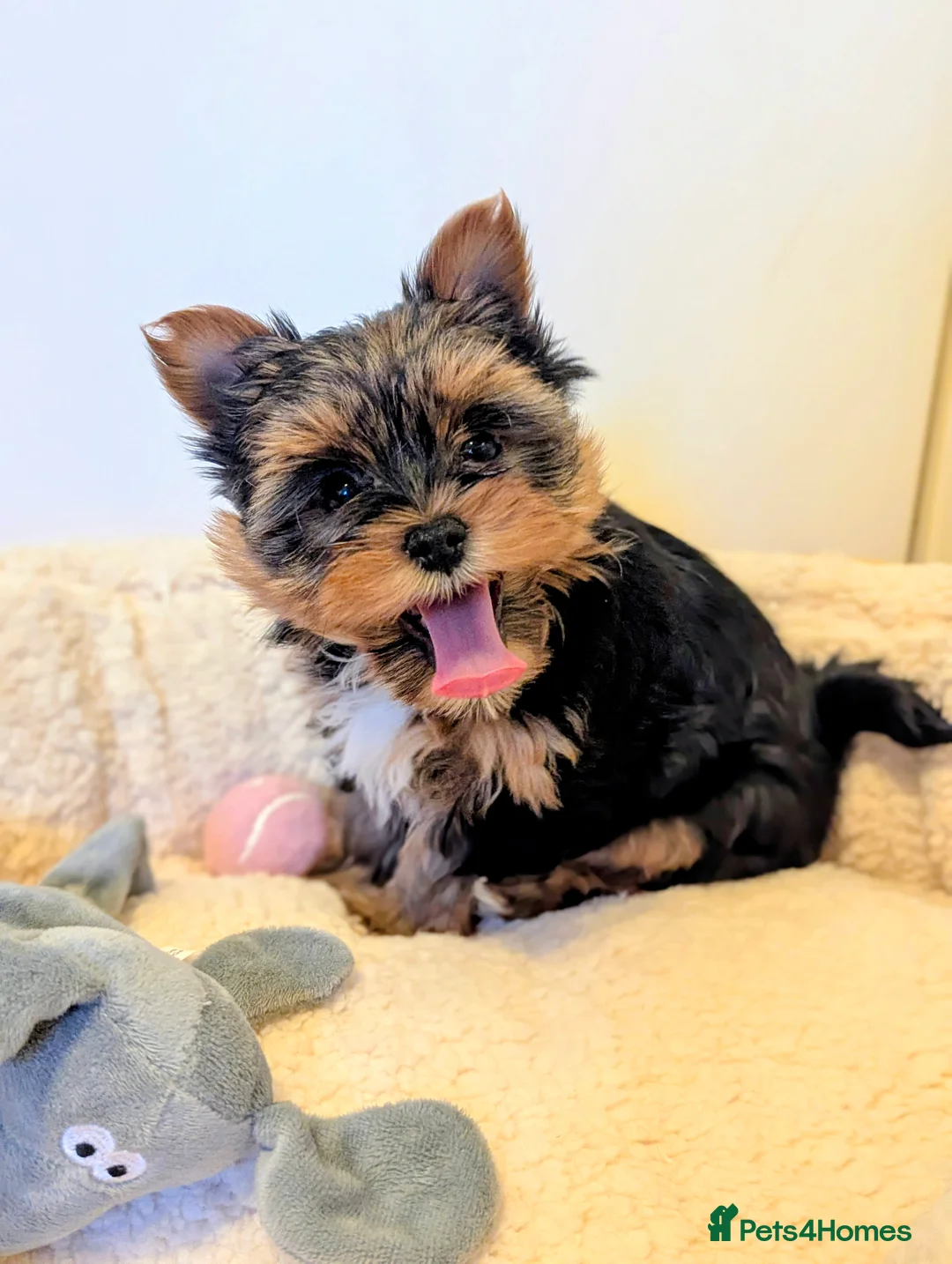 Yorkshire Terrier dogs for sale: Little bundles of joy available  - Advert 16