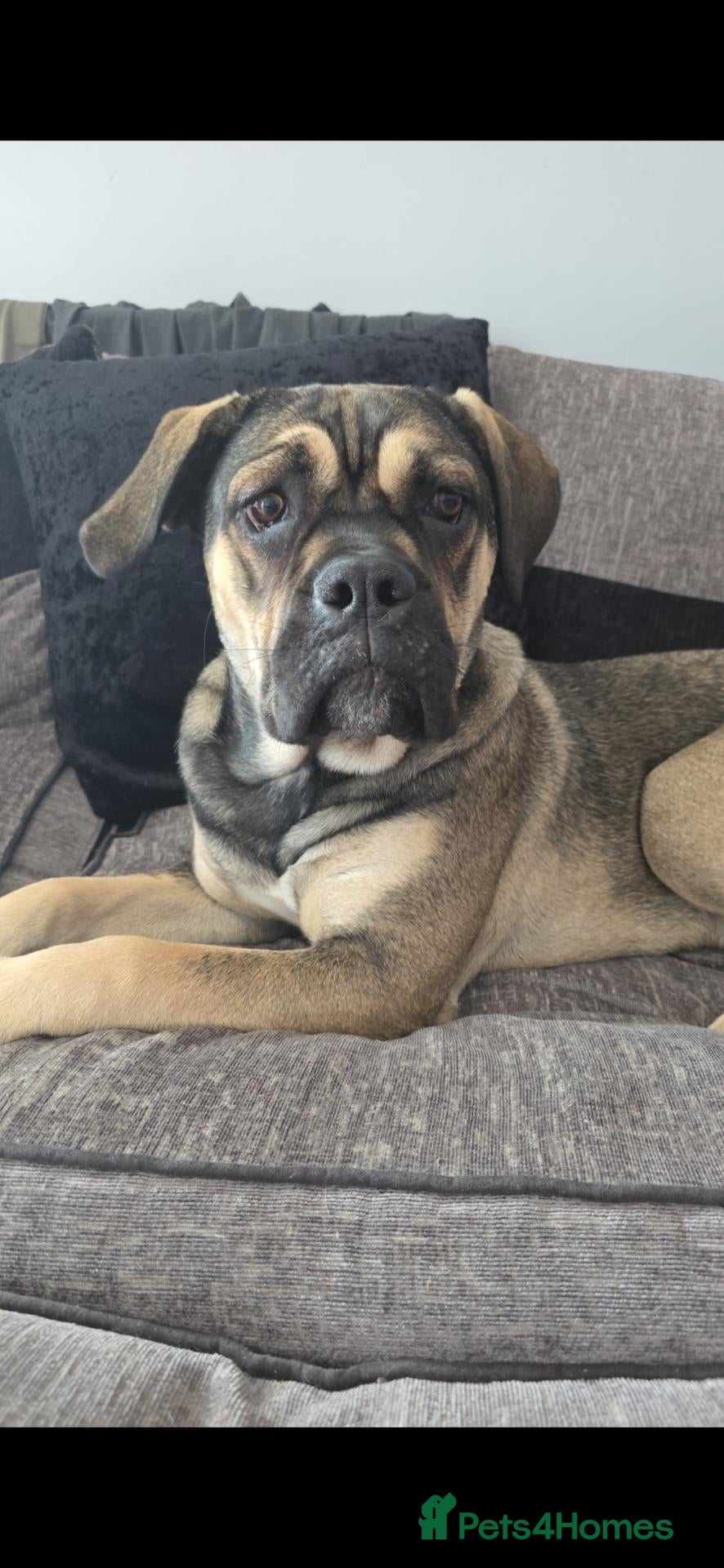 Cane Corso dogs Cane corso puppies - Advert 5