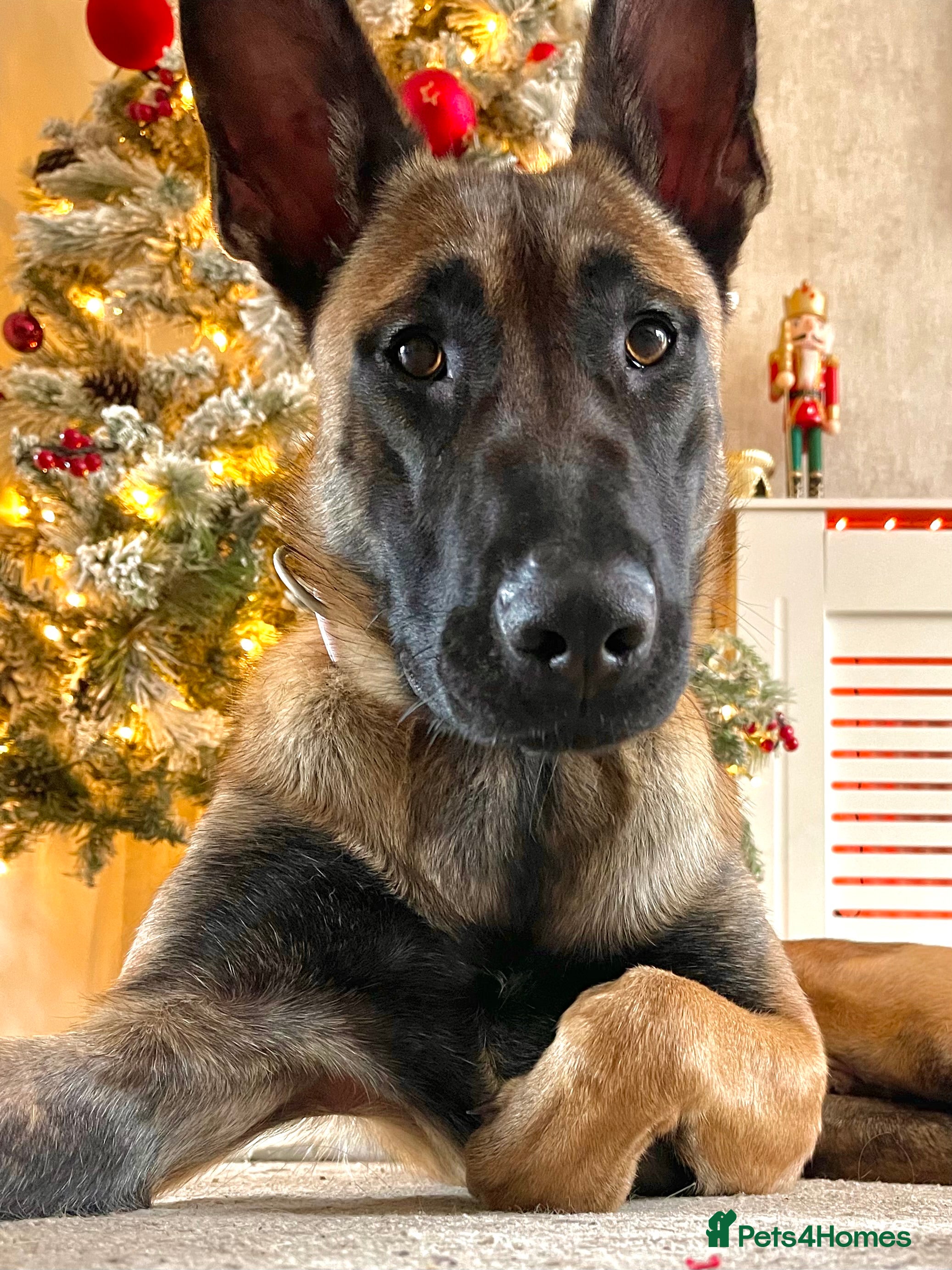 German Shepherd dogs Belgian Malinois  - Advert 2