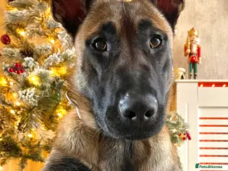 German Shepherd dogs Belgian Malinois - Advert 2