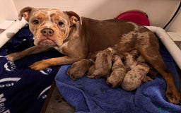 Old Tyme Bulldog dogs for sale: beautiful olde tyme bulldog puppies  - Advert 16