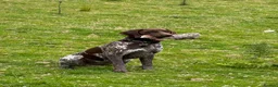 German Shorthaired Pointer dogs for sale: Stunning German Shorthaired Pointer Pups KC Reg'd - Advert 18