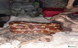 Snake reptiles for sale: Boa, California king snake, corn snakes  - Image 2