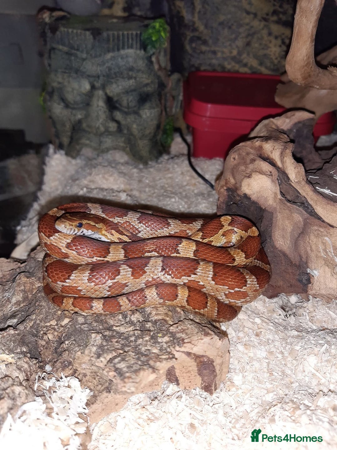 Snake reptiles for sale: Boa, California king snake, corn snakes  - Image 2
