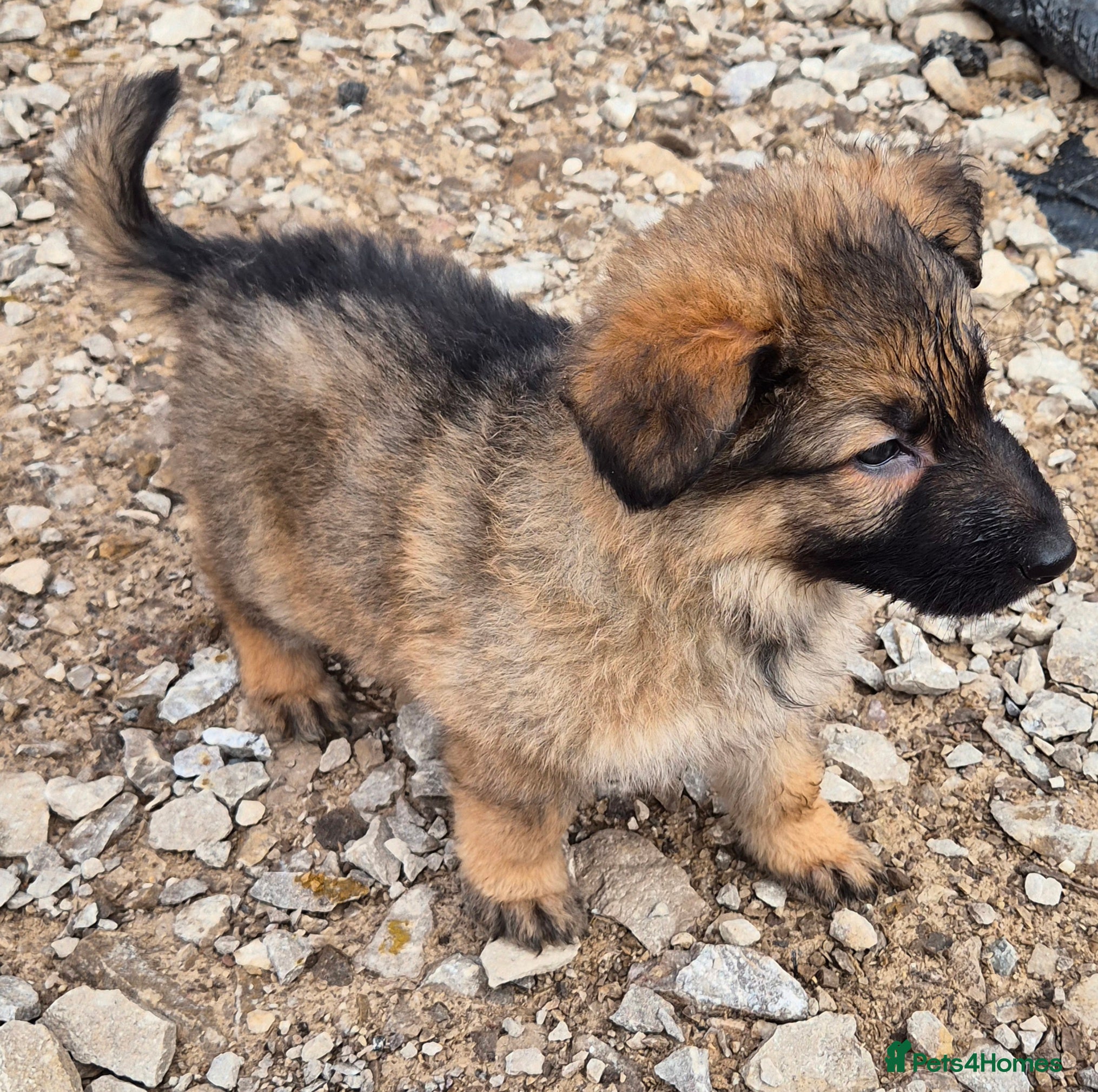 German Shepherd dogs Straight backed chunky German Shepherd puppies - Advert 14