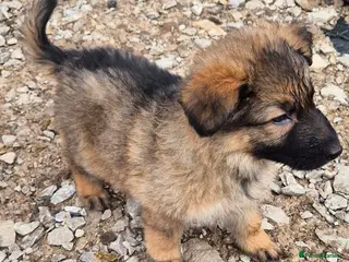 German Shepherd dogs Straight backed chunky German Shepherd puppies - Advert 14