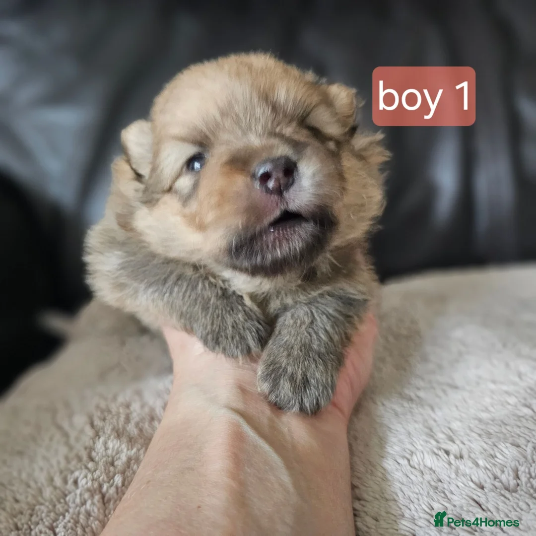 Pomeranian dogs for sale: Beautifull litter of full pomeranians - Advert 2