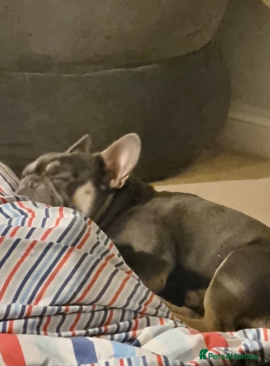 French Bulldog dogs Male French bulldog 6 years old very friendly - Advert 1