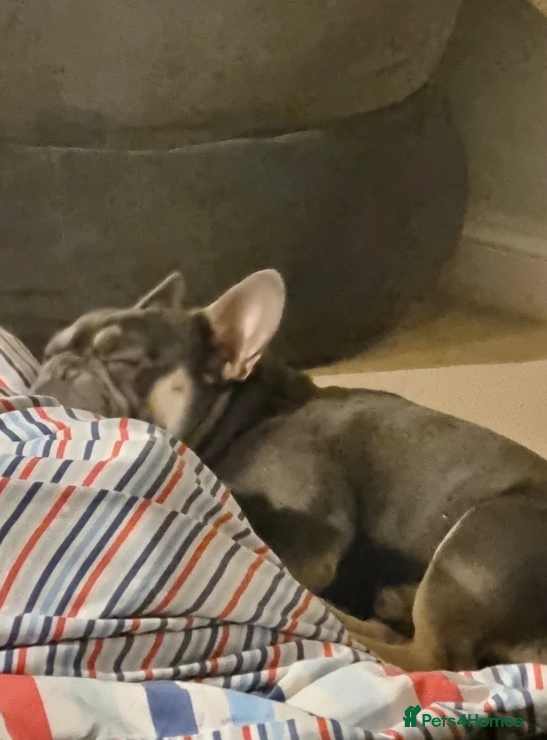 French Bulldog dogs for sale: Male French bulldog 6 years old very friendly in Swindon - Advert 1