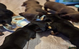 Dachshund dogs for sale: Beautiful dachshund puppies ready now - Image 16