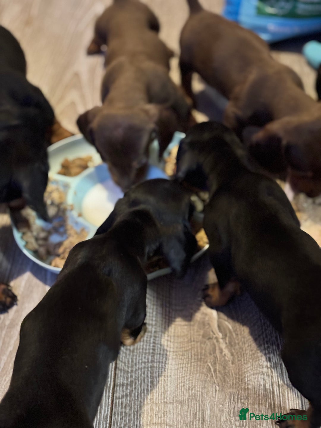 Dachshund dogs for sale: Beautiful dachshund puppies ready now - Image 16