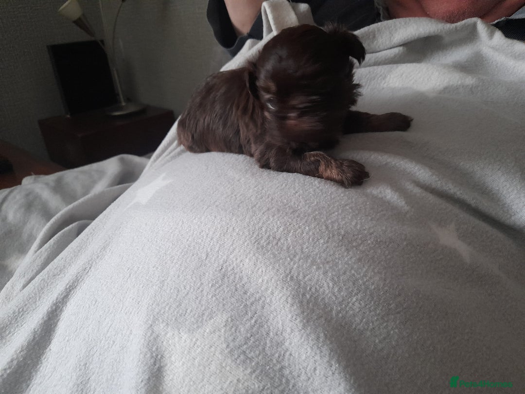 Malshi dogs for sale: Malshi - Advert 20