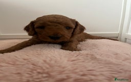 Cockapoo dogs for sale: 2 beautiful cockapoos for sale  in Scarborough - Image 6