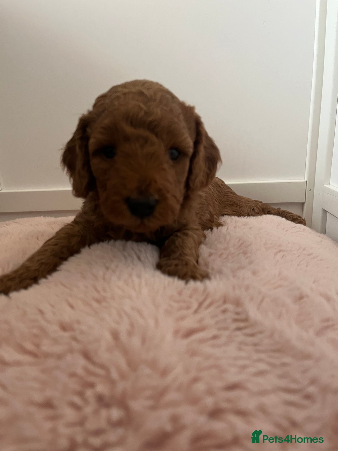 Cockapoo dogs for sale: 2 beautiful cockapoos for sale  in Scarborough - Image 6