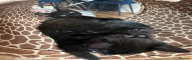 Binx